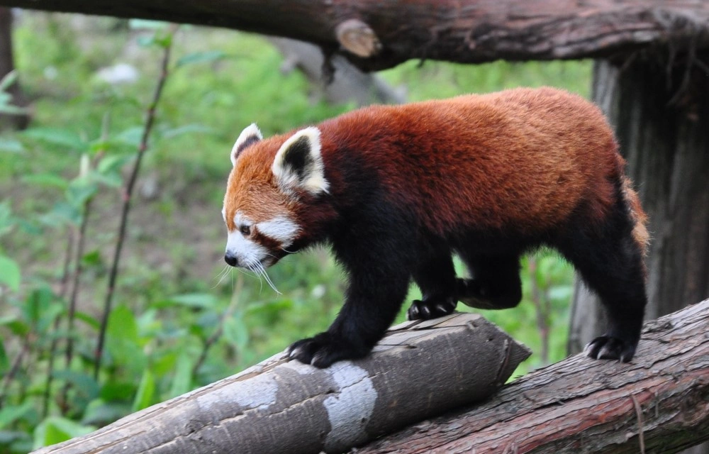 Himalayan Zoological Park Bulbuley Gangtok
